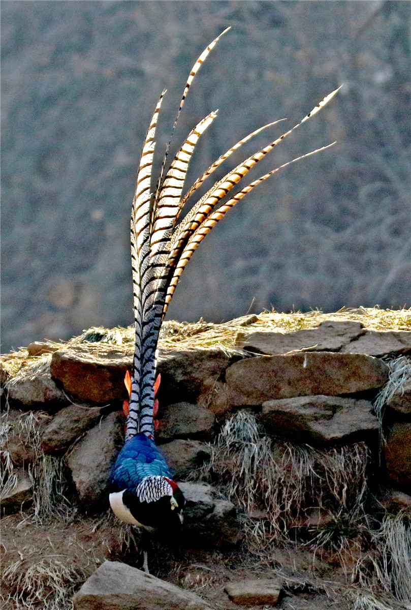 IMG-39