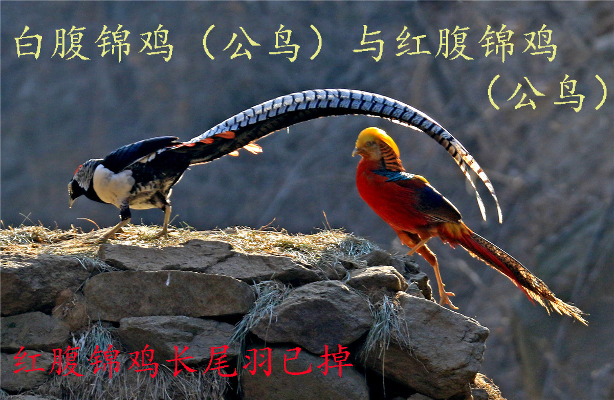 IMG-58