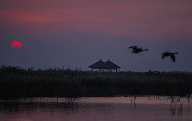 鸟类的国际机场：黄河三角洲湿地