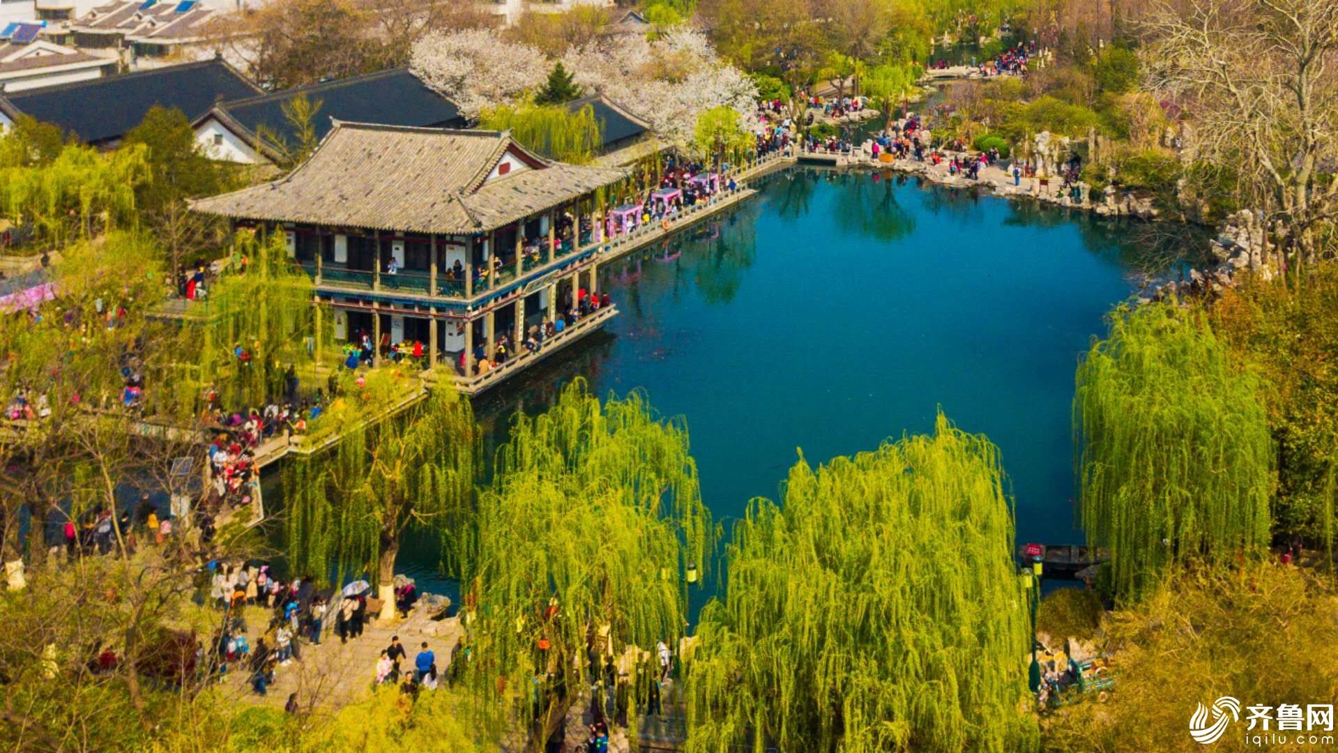 飞吧山东|航拍济南五龙潭花团簇拥 游人如织赏春意