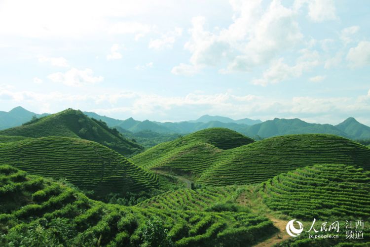 航拍遂川茶山:茶产业富了百姓 美了乡村