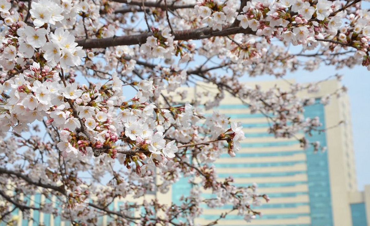 潍坊赏花季再次来临 大片樱花开放引市民驻足