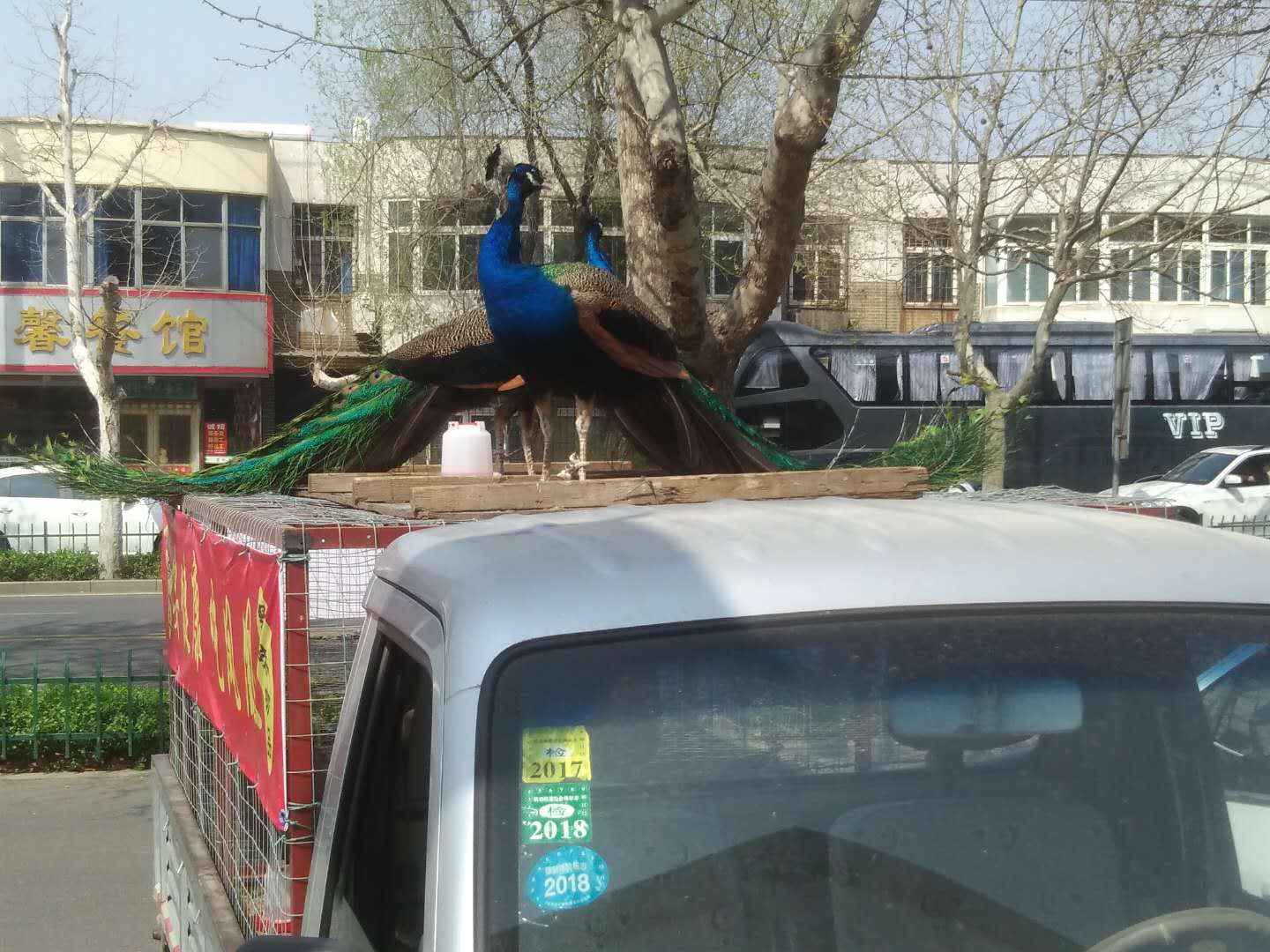 周村城区现商贩当街卖孔雀声 声称可食用
