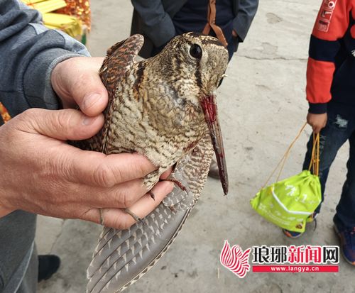 临沂市民商铺前捡到受伤小鸟 原来是保护动物丘鹬