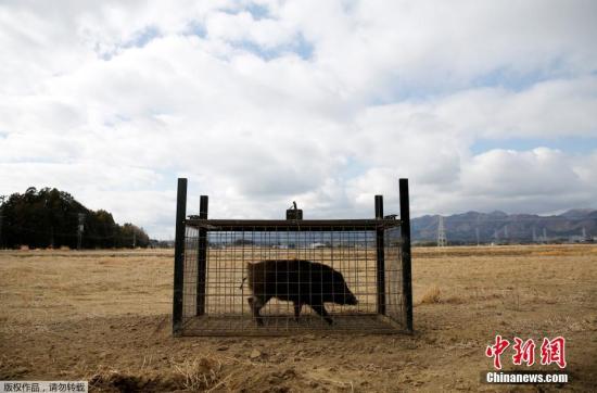 野猪退避三舍：日本田间设“机器狼”保护农作物