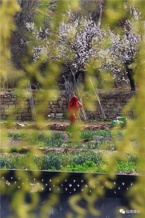 春外杏树下，一位农妇正在挖年前埋在地里的萝卜_副本