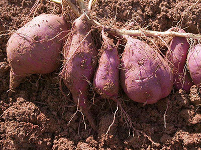 山东：“济薯25”品种权卖了100万