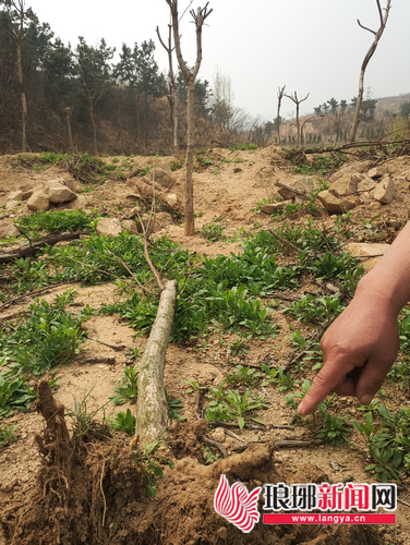 临沂一村民400棵树苗被拔 损失8万多元目前已报案