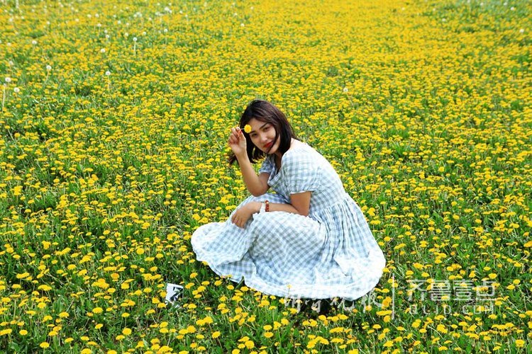 单县有一片蒲公英花海,金黄一片美人醉