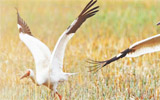 国家一级保护动物珍稀白鹤首次“做客”马踏湖