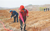 林菜套种发展育苗基地 今春淄博新建万余亩经济林