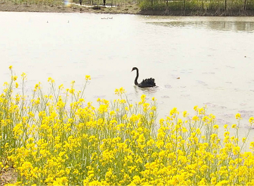 53秒丨草木勃发鸟嬉戏  这样美的双龙湖湿地还不快看看