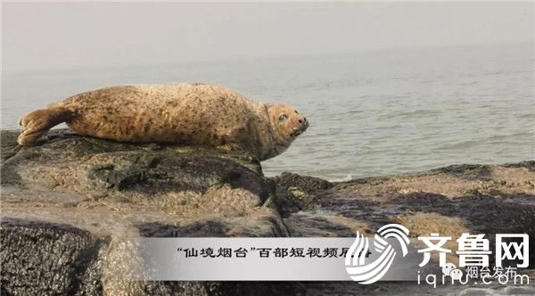 【“仙境烟台”百部短视频展播】海豹：长岛是我家