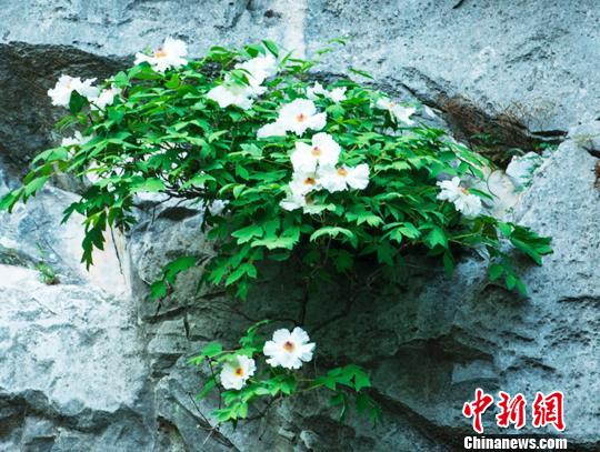 安徽一株银屏牡丹陆续绽放19朵 吸引大批游客观赏