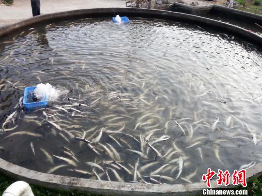 广东和平县又一渔场万尾鲟鱼死亡 警方初判系投毒