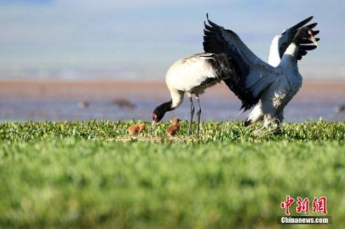 濒危指示性物种黑颈鹤徙居青海嘉塘草原 最大种群达240只