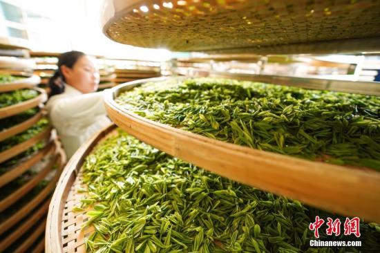 动辄数万甚至二十多万一公斤 天价茶叶如何炒的？