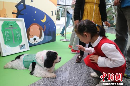 上海首次尝试公开招募退役检疫犬领养者