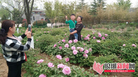 园博园40余种牡丹初露芬芳 周末起临沂市民可观赏