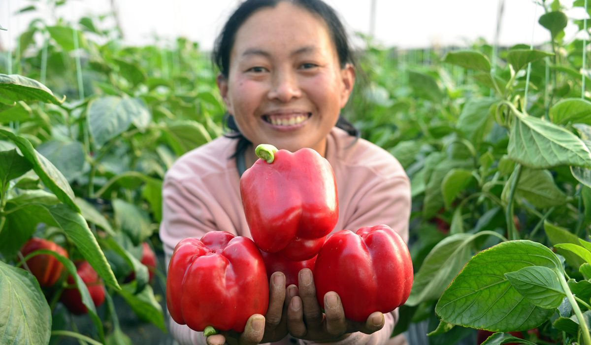 聊城特色彩椒种植 促增收助力乡村振兴