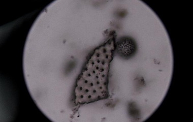 科普：在麦哲伦海山搜寻神奇的趋磁细菌