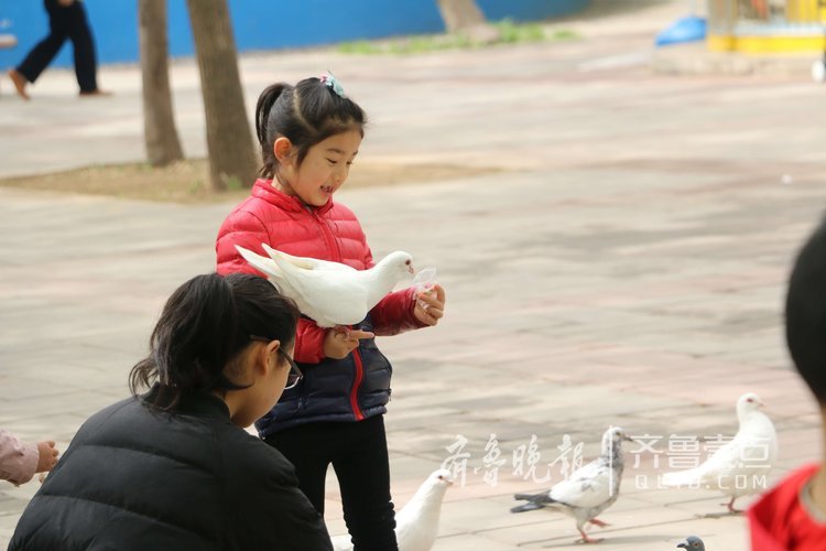 济南泉城公园鸽子太“精”，站手上夺食