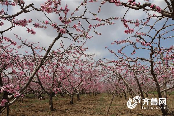 安丘高度重视星空体育app下载文化旅游发展 全力打造“酒城”“花城”(图1)