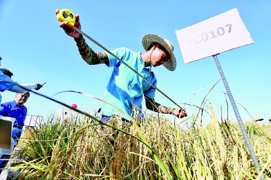 青岛“海水稻”将全国大范围试种