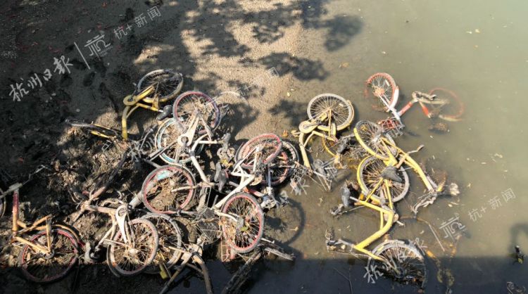 触目惊心!杭州一河道水位下降后竟出现大批共享单车