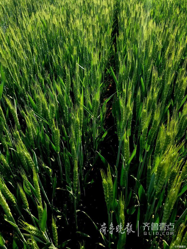 济南一路旁的麦田，小麦吐穗“精神抖擞”