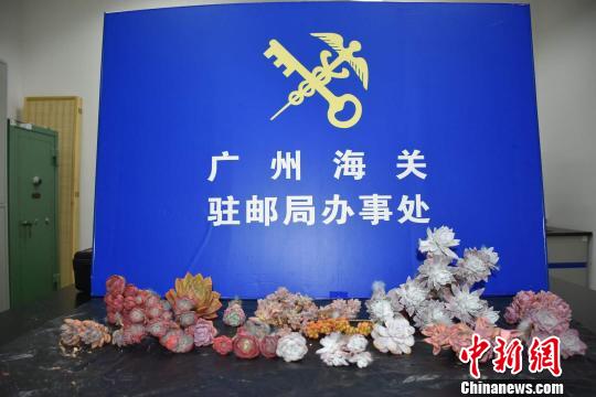 广州海关查获一批违规邮寄进境的多肉植物