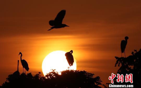 鄱阳湖畔的“鹭鸟王国”：秀美生态引“鹭”来