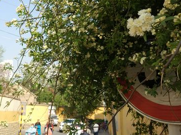 临沂：陵园东街转弯处的木香花惊艳了行人