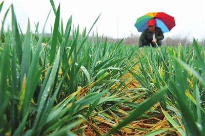 烟台大部分地区降下中雨 田间农作物解“渴”