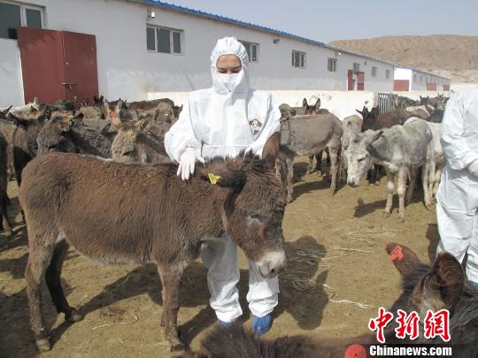 新疆南部口岸活畜进口一季度增长2.1倍