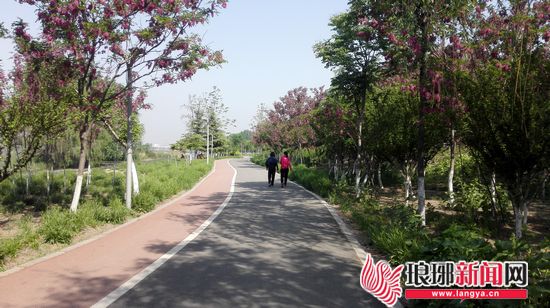 临沂最美街道|祊河路景观道：紫槐盛开 景色宜人