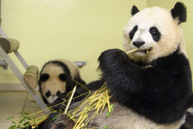 探访法国博瓦勒动物园大熊猫饲养员团队