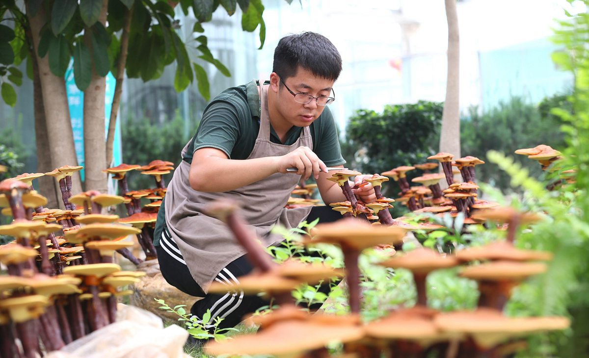2017年7月6日， 青岛，大学生鹿秀栋在即墨市大信镇华盛绿能创客基地制作灵芝盆景。