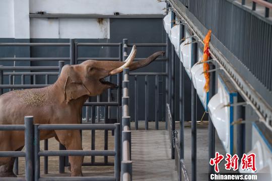 大象“尼菩”安家西藏拉萨动物园