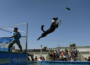 美国举办狗狗跳水比赛 这姿势你打几分？
