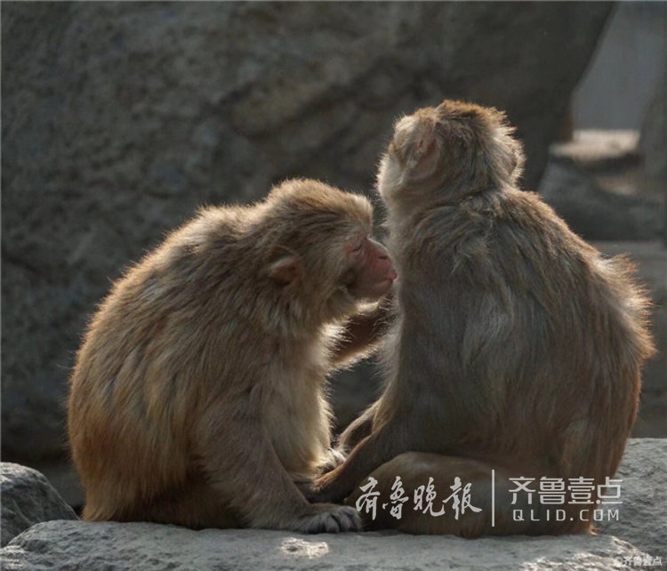 情报站|济南金牛公园小猴花式“秀恩爱”