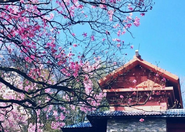 瞧你们“山东大汉”干的好事儿！瞧瞧！