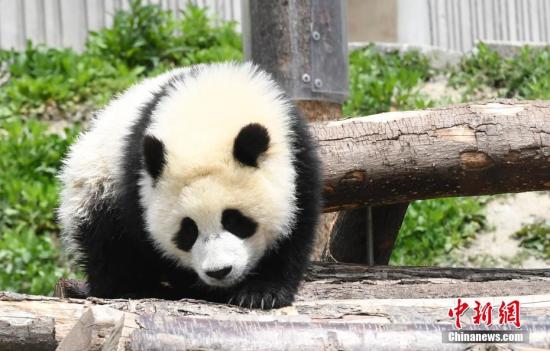 成都多只大熊猫遭遇“黑眼圈变白” 医学专家正会诊