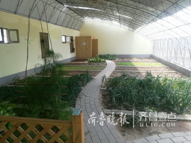 14万租个"蔬菜大棚",里面还能建房能装修?合法吗