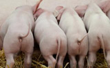 利津生猪价格跌落 养殖户表示“伤不起”