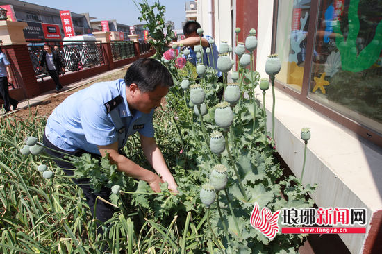 临沂兰陵一幼儿园及小区偷种罂粟被民警依法清理