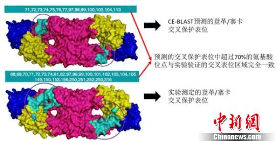 中国专家研发新病原体抗原性计算平台 新型疫苗有望问世