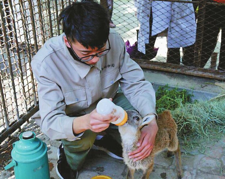 济南动物园盘羊宝宝遭遗弃,90后保育员当贴心“奶爸”