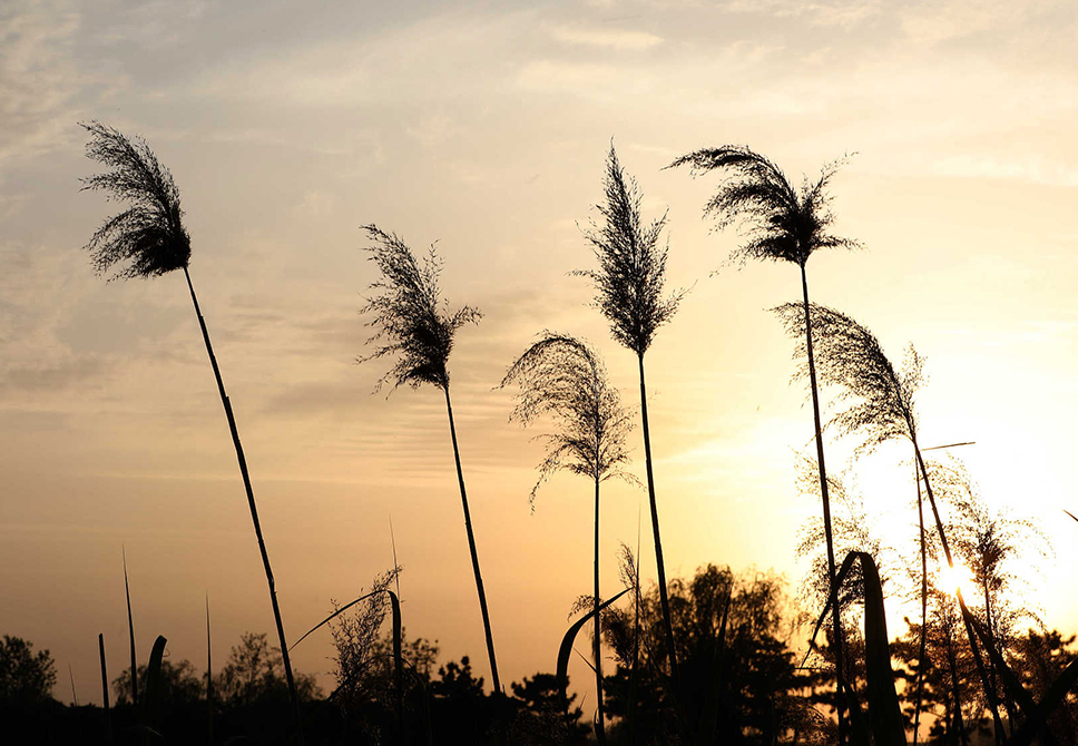 威海：实拍夕阳湿地公园 芦苇与彩霞相辉映