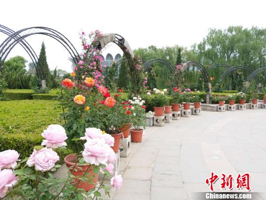第十届北京月季文化节开幕 推12个主题展区